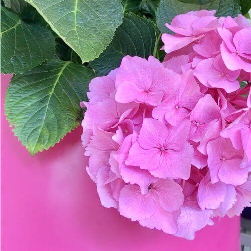 Hortensie-pink