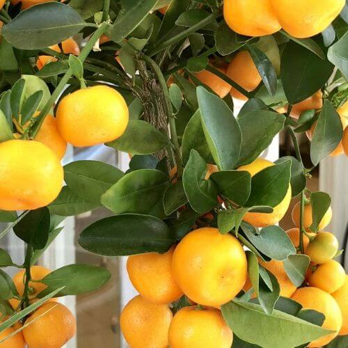 Orangenbaum Düsseldorf