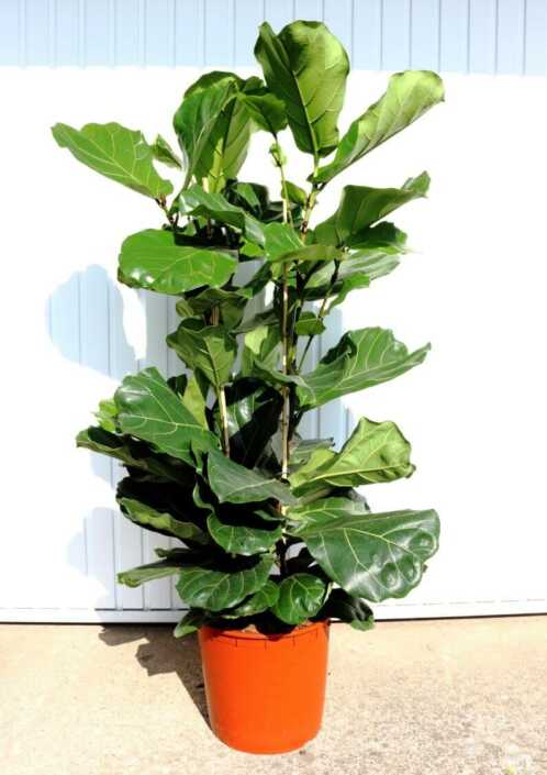 Ficus-L