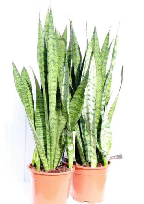 Sanseveria