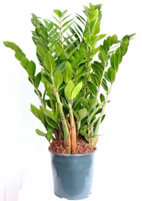 Zamioculcas