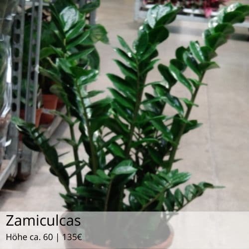 Zamiculcas 135E