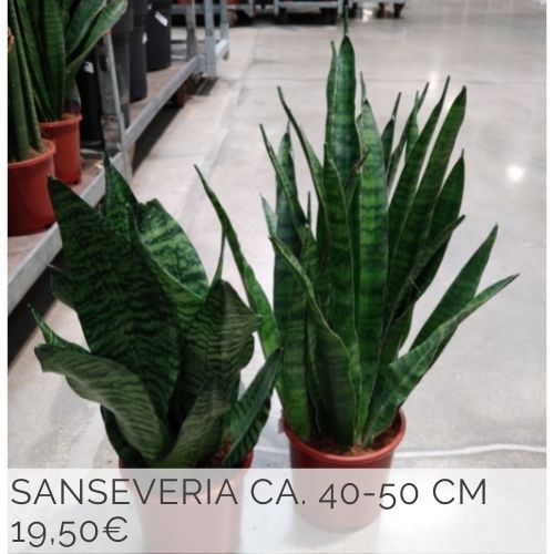 Sanseveria